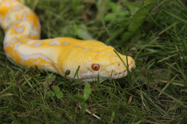 Сетчатый питон  (Python Reticulatus)