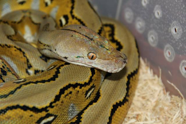 Сетчатый питон  (Python Reticulatus)