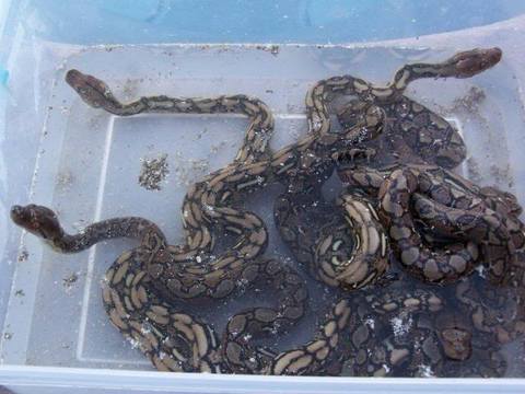 Сетчатый питон  (Python Reticulatus)