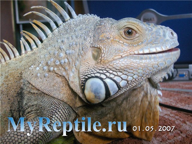 Конструкция террариума | Международное сообщество любителей игуан - IguanaRus