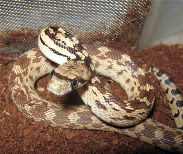 западная гоферовая змея Pituophis catenifer affinis: