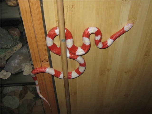Молочная змея: аспидный окрас и абсолютная безопасность