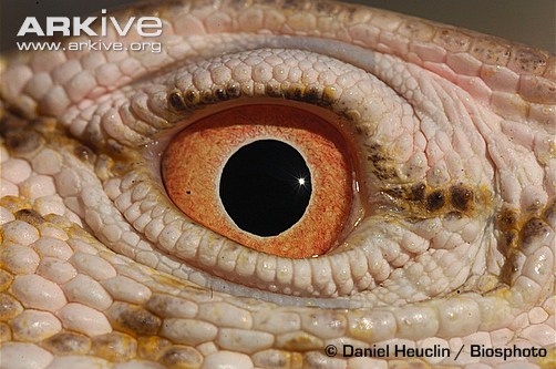 Серый варан (V. griseus) Серый варан (V. griseus)