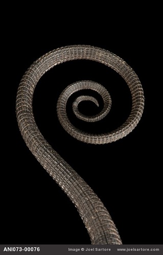 Varanus beccarri Черный варан Varanus beccarri Черный варан