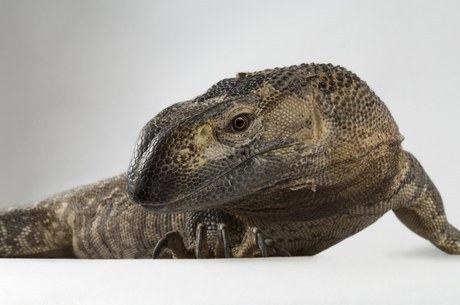 Черногорлый варан (Varanus albigularis ionidesi) Черногорлый варан (Varanus albigularis ionidesi)