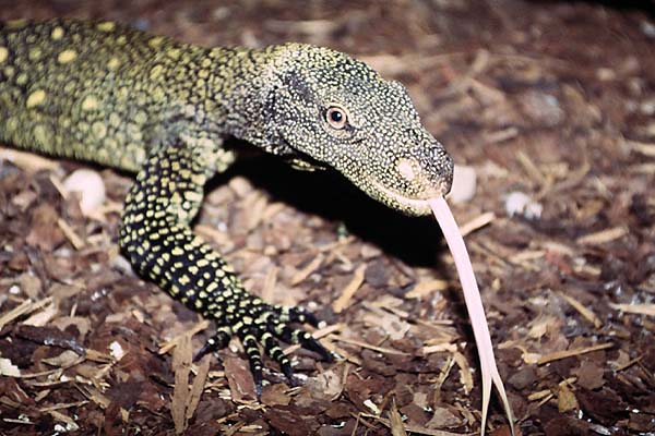 Крокодиловый варан (Varanus salvadorii)
Крокодиловый варан (Varanus salvadorii)