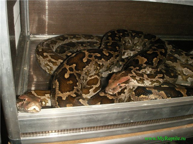 Цейлонский тигровый питон (Python molurus pimbura)