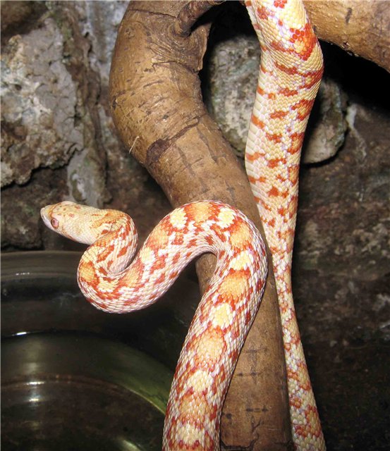 западная гоферовая змея Pituophis catenifer affinis-альбинос