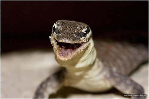 Варан Глауэрта (Varanus glauerti) Варан Глауэрта (Varanus glauerti)