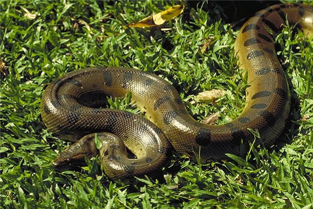 Green Anaconda – захватывающая песенка – Зеленая анаконда