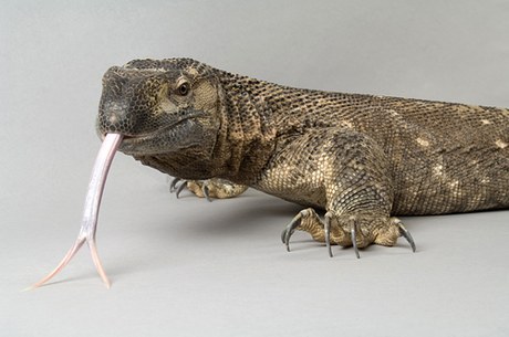 Черногорлый варан (Varanus albigularis ionidesi) Черногорлый варан (Varanus albigularis ionidesi)