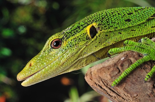 Изумрудный варан Varanus Prasinus Изумрудный варан Varanus Prasinus