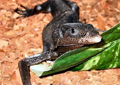 Varanus beccarri Черный варан Varanus beccarri Черный варан