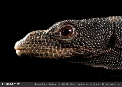 Varanus beccarri Черный варан Varanus beccarri Черный варан