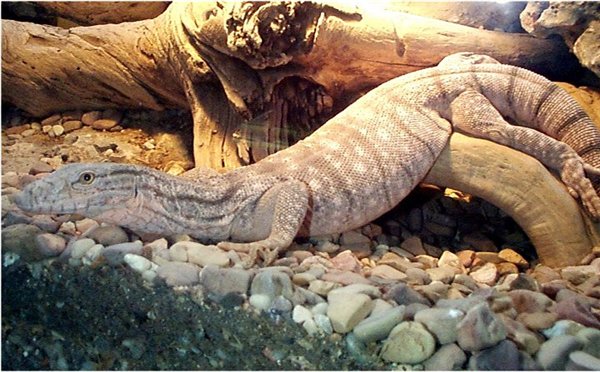 Серый варан (V. griseus) Серый варан (V. griseus)