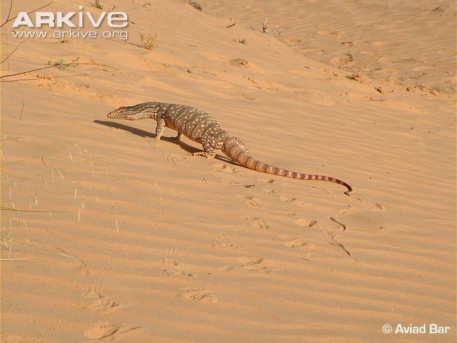 Серый варан (V. griseus) Серый варан (V. griseus)
