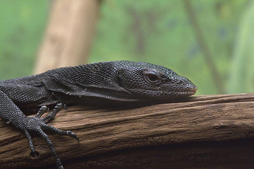 Varanus beccarri Черный варан Varanus beccarri Черный варан