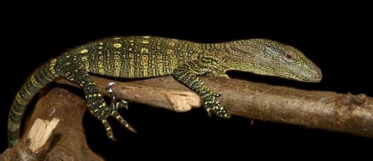 Крокодиловый варан (Varanus salvadorii)
Крокодиловый варан (Varanus salvadorii)