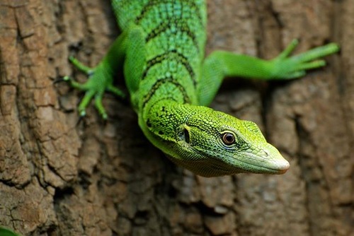 Изумрудный варан Varanus Prasinus Изумрудный варан Varanus Prasinus