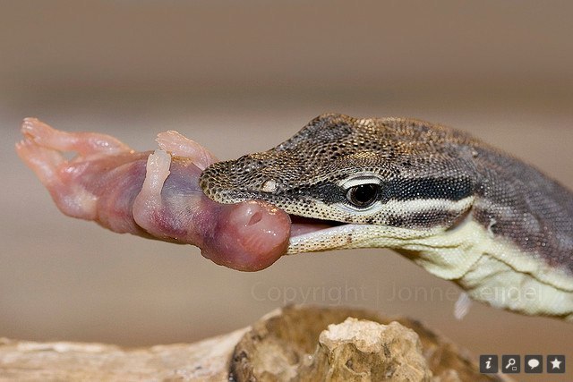 Варан Глауэрта (Varanus glauerti) Варан Глауэрта (Varanus glauerti)