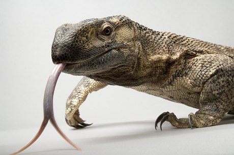 Черногорлый варан (Varanus albigularis ionidesi) Черногорлый варан (Varanus albigularis ionidesi)