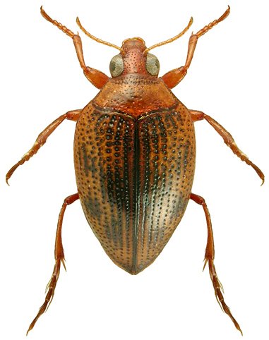 Haliplus ruficollis