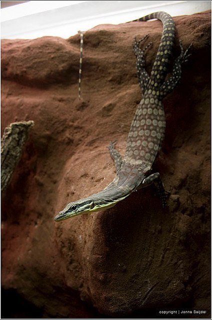 Варан Глауэрта (Varanus glauerti) Варан Глауэрта (Varanus glauerti)