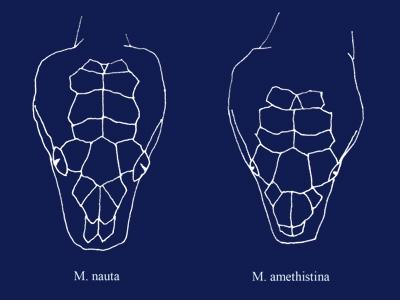 Щиткование головы Morelia amethistina