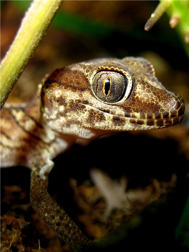 мадагаскарский земляной геккон