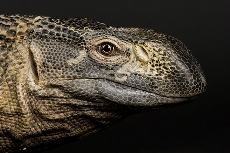 Черногорлый варан (Varanus albigularis ionidesi) Черногорлый варан (Varanus albigularis ionidesi)