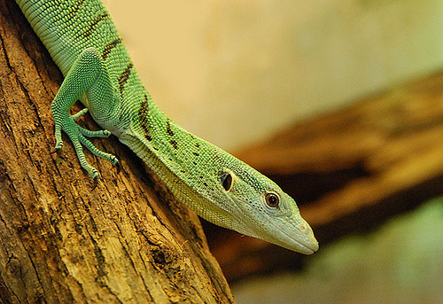 Изумрудный варан Varanus Prasinus Изумрудный варан Varanus Prasinus