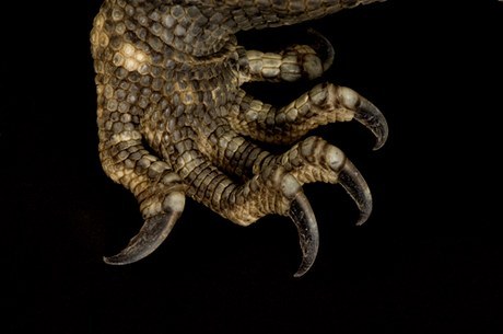 Черногорлый варан (Varanus albigularis ionidesi) Черногорлый варан (Varanus albigularis ionidesi)