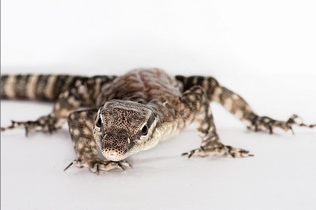 Варан Глауэрта (Varanus glauerti) Варан Глауэрта (Varanus glauerti)