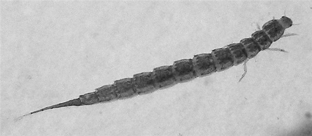 Личинка Haliplus zacharenkoi