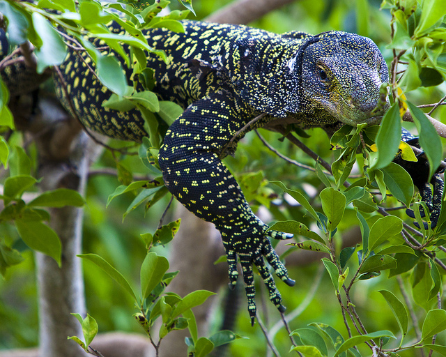 Крокодиловый варан (Varanus salvadorii)
Крокодиловый варан (Varanus salvadorii)