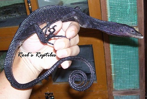 Varanus beccarri Черный варан Varanus beccarri Черный варан