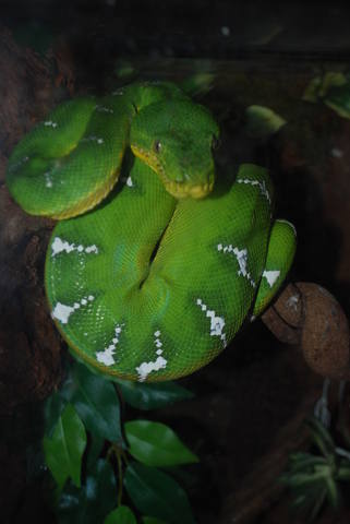 Собакоголовый удав  (Corallus caninus)