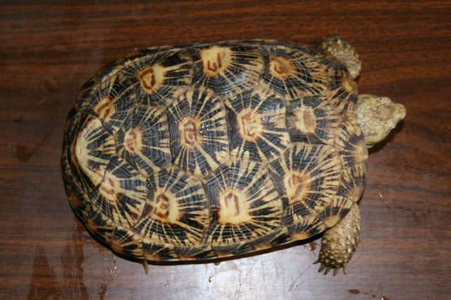 эластичная черепаха