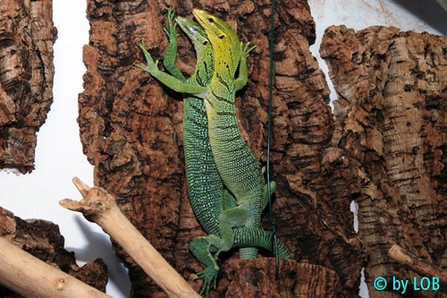 Изумрудный варан Varanus Prasinus Изумрудный варан Varanus Prasinus