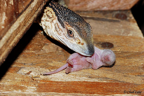 Черногорлый варан (Varanus albigularis ionidesi) Черногорлый варан (Varanus albigularis ionidesi)