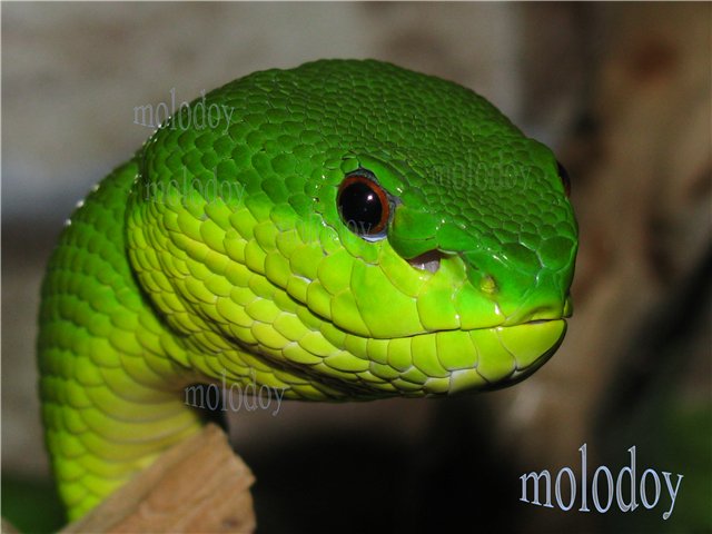 Белогубая куфия (Trimeresurus albolabris)