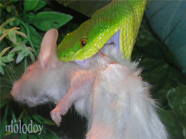 Белогубая куфия (Trimeresurus albolabris)