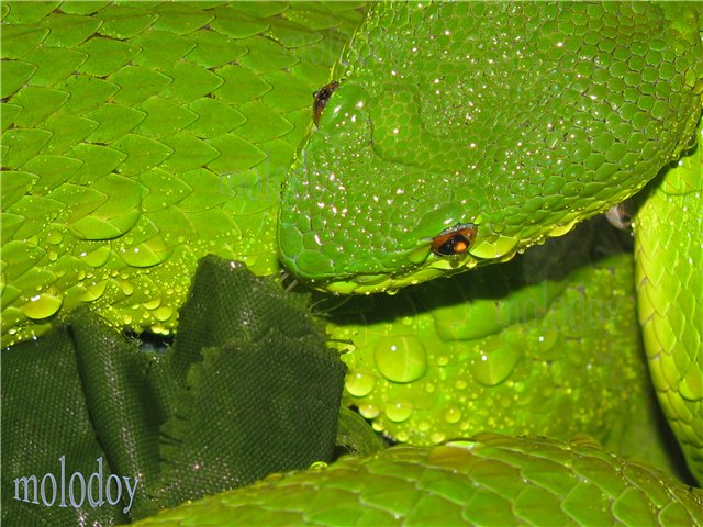 Белогубая куфия (Trimeresurus albolabris)