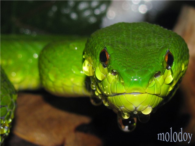 Белогубая куфия (Trimeresurus albolabris)