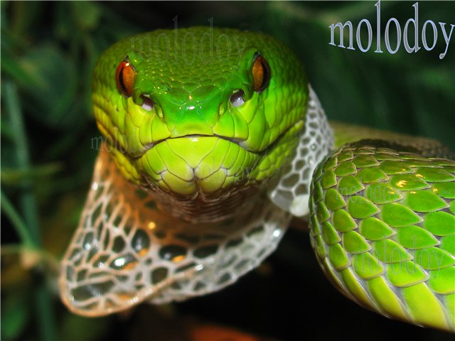 Белогубая куфия (Trimeresurus albolabris)