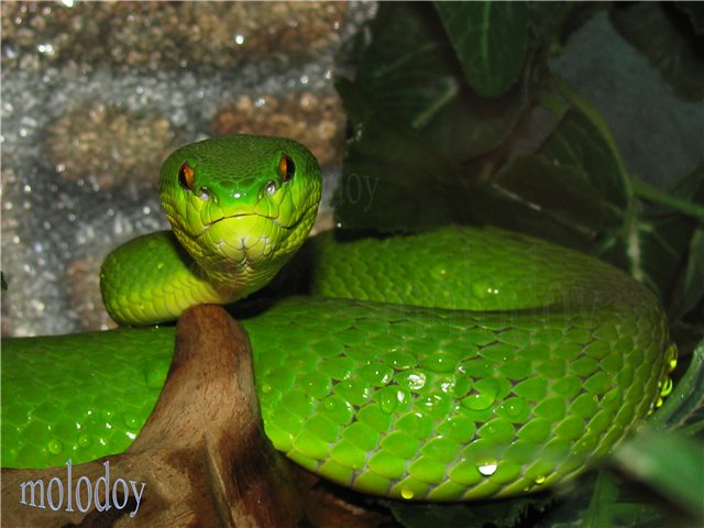 Белогубая куфия (Trimeresurus albolabris)