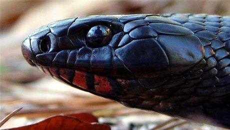 Дримархон или индиговая змея