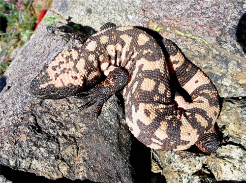 Heloderma Suspectum