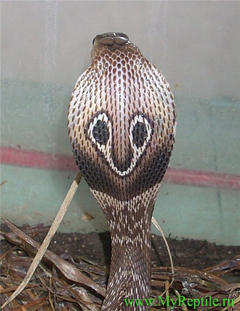 Индийская кобра (Naja naja) 