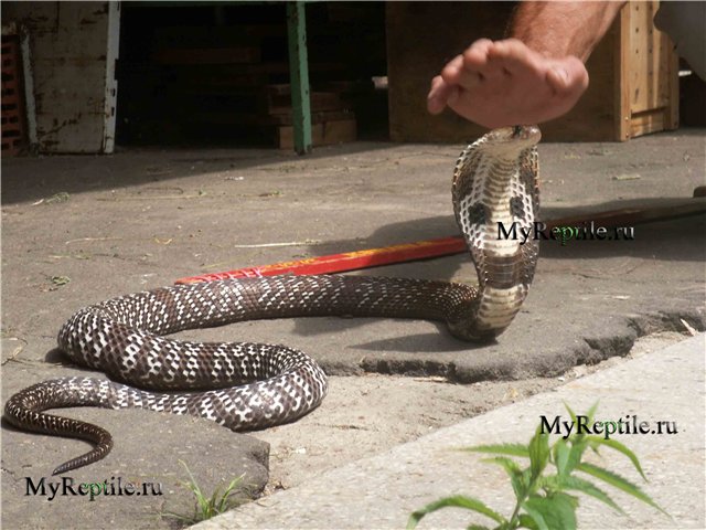Мангуст и змея (55 фото)